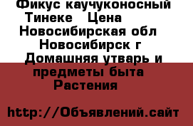 Фикус каучуконосный Тинеке › Цена ­ 200 - Новосибирская обл., Новосибирск г. Домашняя утварь и предметы быта » Растения   